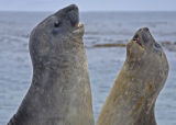 Southern Elephant Seals